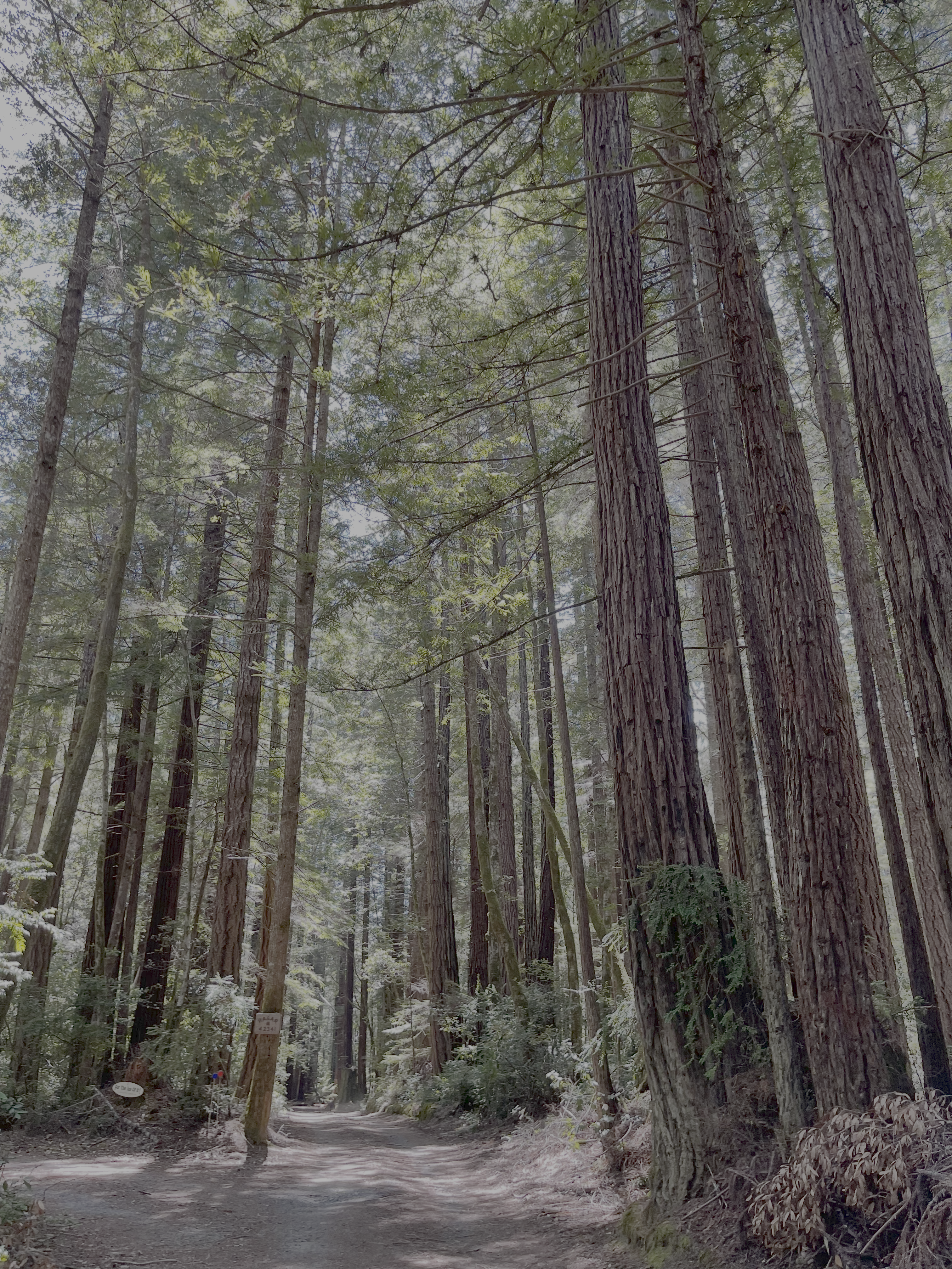 Forest in Mendocino County